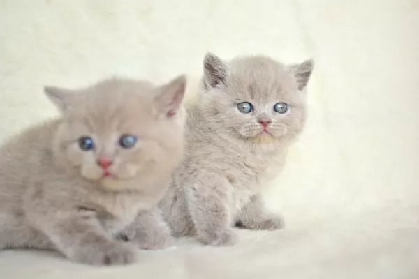 Top Kafalı Lac British Shorthair Yavrularımız