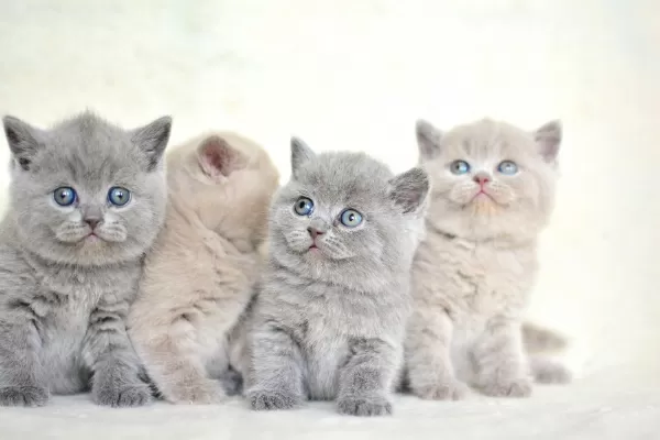 Muhteşem Yüz Hattına Sahip Gri British Shorthair