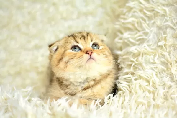 Topac Kafa Golden Scottish Fold