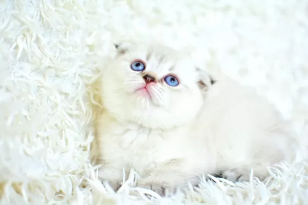 Yok Böyle Güzellikte Silver Scottish Fold