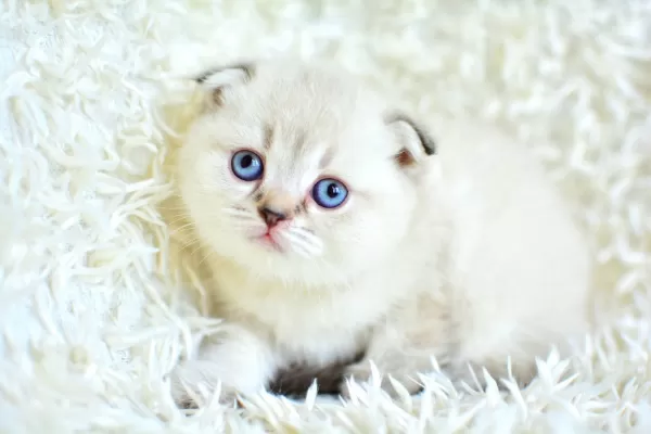 Yok Böyle Güzellikte Silver Scottish Fold
