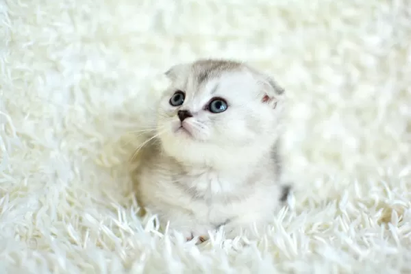 Muhteşem Silver Shaded Scottish Fold