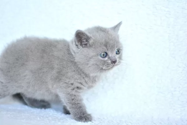 Top Kafalı Lac British Shorthair