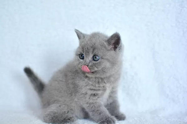 Show Kalite Gri British Shorthair Yavrumuz