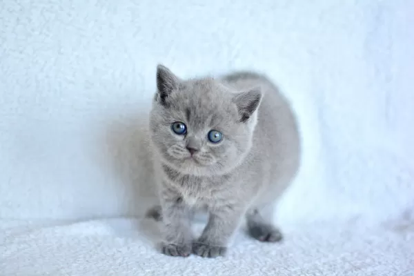 Top Kafa Gri British Shorthair Yavrumuz