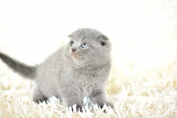 Top Kafa Gri Scottish Fold
