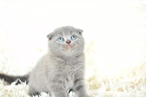 Top Kafa Gri Scottish Fold