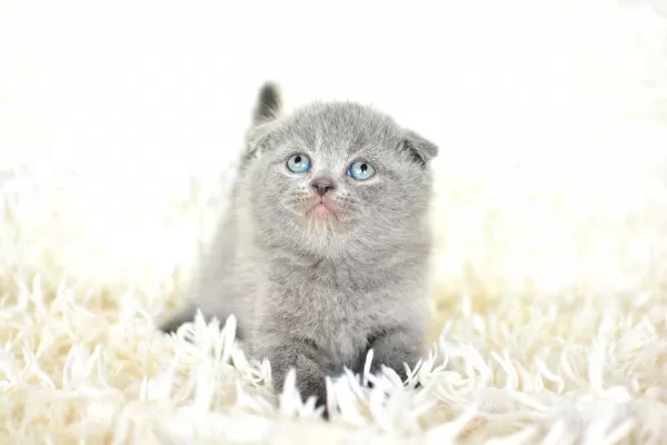 Top Kafa Gri Scottish Fold