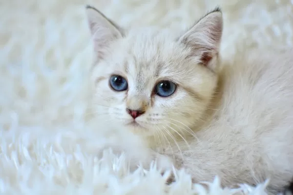 Şampi Yon Soyundan Lynx British Shorthair