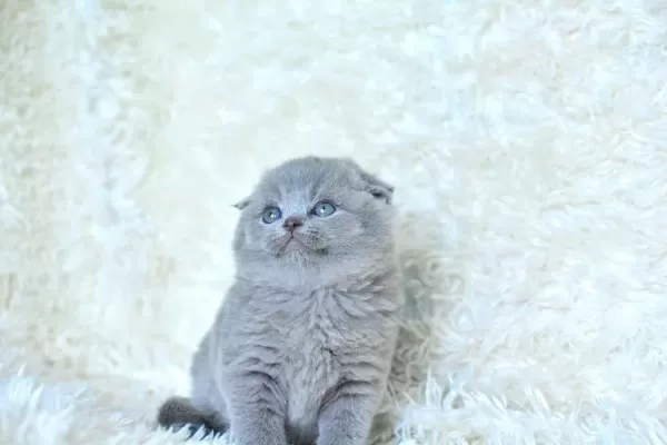 Kucak Delisi Gri Scottish Fold Shorthair