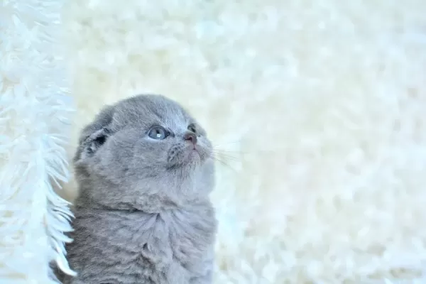 Kucak Delisi Gri Scottish Fold Shorthair Yavrumuz