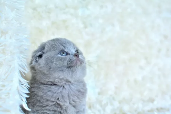 Kıvrık Kulaklı Gri Scottish Fold Shorthair