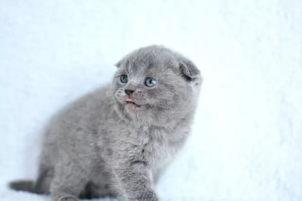 Kucak Delisi Gri Scottish Fold Shorthair
