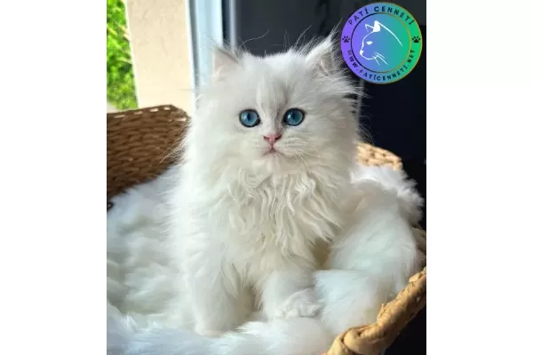 Patili Melek Silver British Longhair yavrumuz