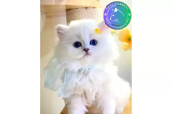 Gösterişli Silver British Longhair yavrumuz