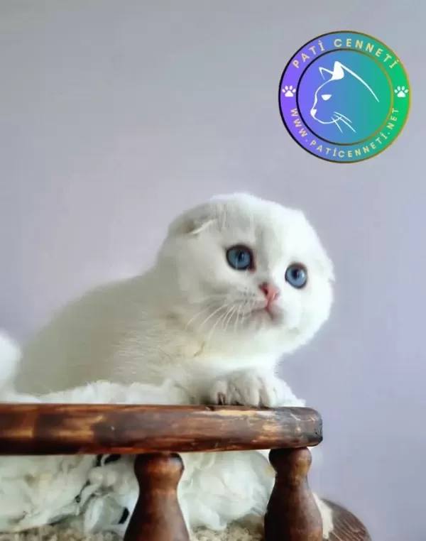 Kar Topu Silver Scottish Fold Shorthair Yavrumuz