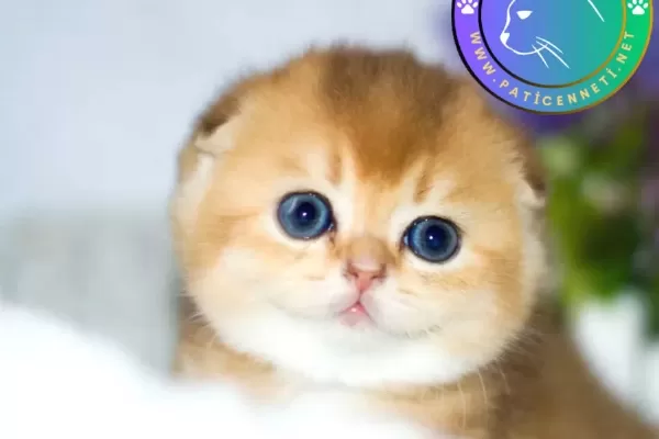 Kıvrık Kulaklı Golden Scottish Fold Shorthair