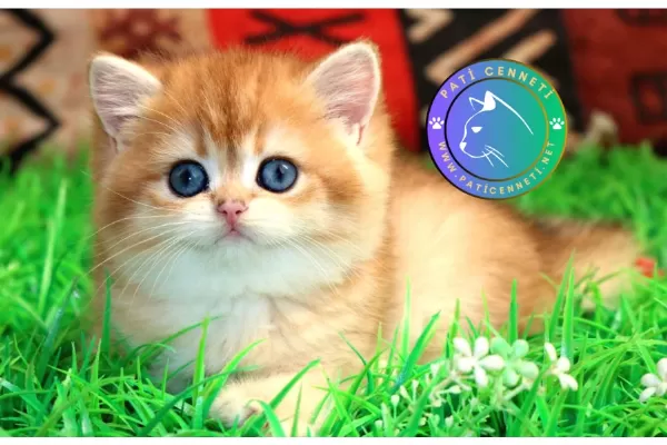 Kraliyet Yavrusu Golden British Shorthair