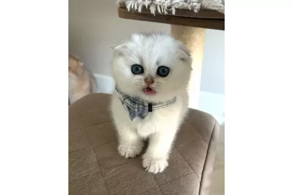 Minnosum Silver Scottish Fold Yavrumuz