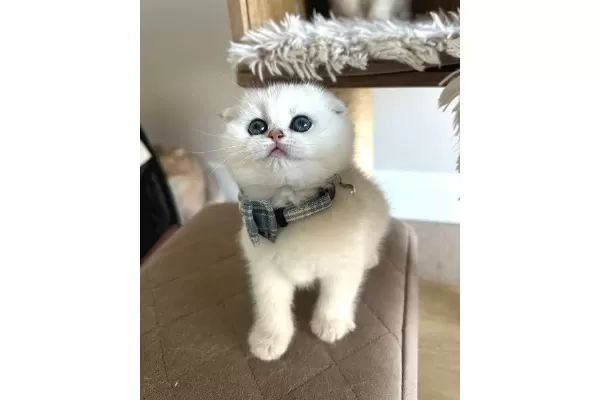 Minnosum Silver Scottish Fold Yavrumuz