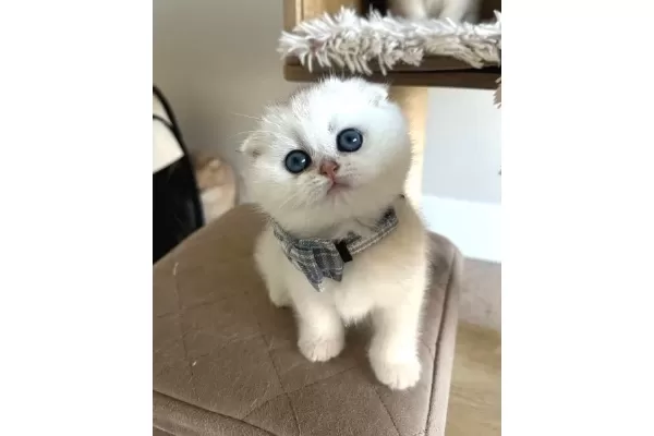 Minnosum Silver Scottish Fold Yavrumuz