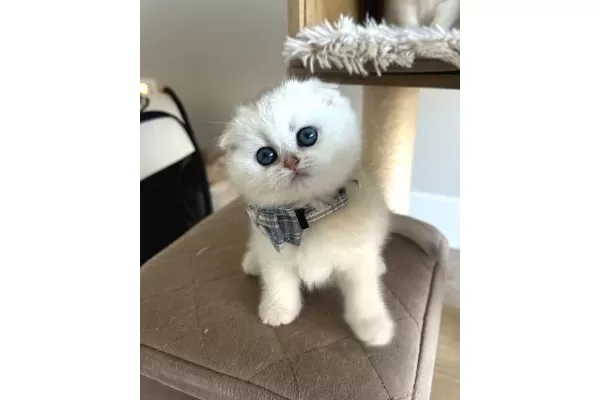 Minnosum Silver Scottish Fold Yavrumuz