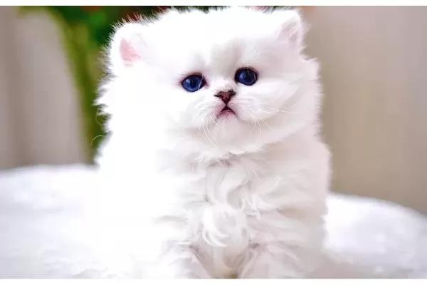 Patili Melek Silver British Longhair yavrumuz