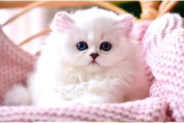 Patili Melek Silver British Longhair yavrumuz