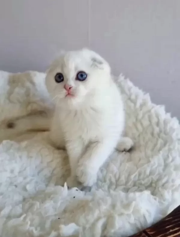 Kar Topu Silver Scottish Fold Shorthair Yavrumuz