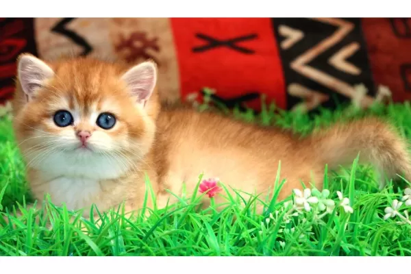 Kraliyet Yavrusu Golden British Shorthair