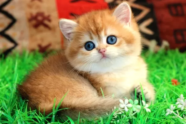 Kraliyet Yavrusu Golden British Shorthair