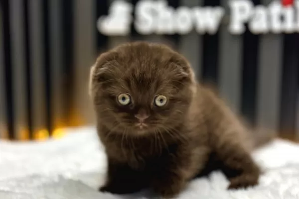 Cinnamon Scottish Fold