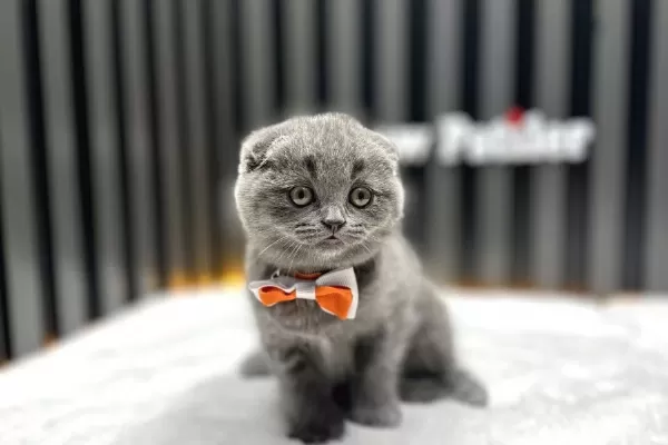 Scottish Fold Kul Rengi