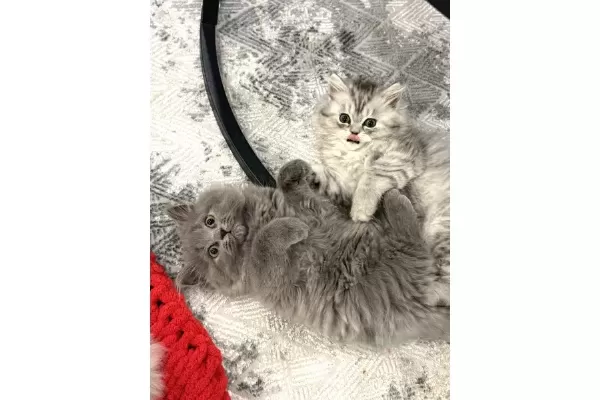 3 Aylık British Longhair Cins Yavrular – Ev Ortamında