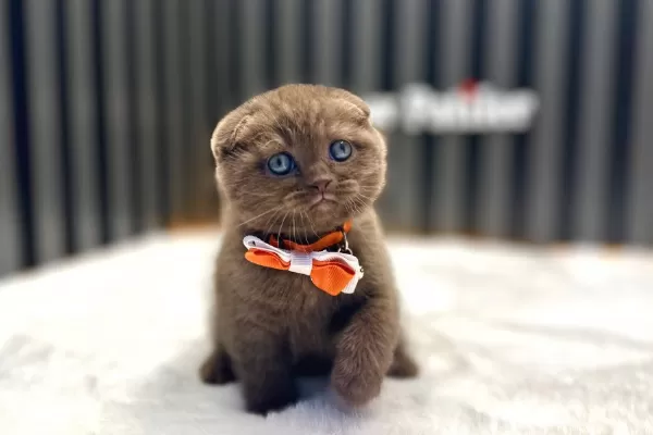 Cinnamon Scottish Fold