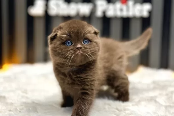 Scottish Fold Cinnamon Üst Düzey
