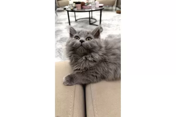 3 Aylık British Longhair Cins Yavrular – Ev Ortamında