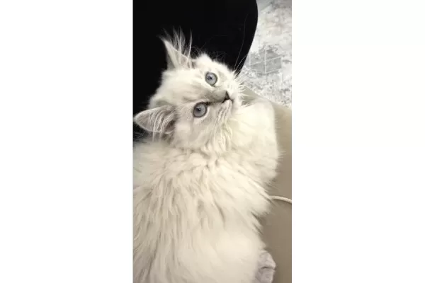 3 Aylık British Longhair Cins Yavrular – Ev Ortamında