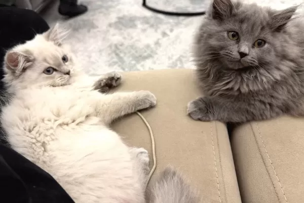 3 Aylık British Longhair Cins Yavrular – Ev Ortamında