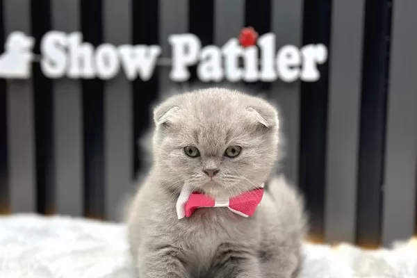 Scottish Fold Show Kalite