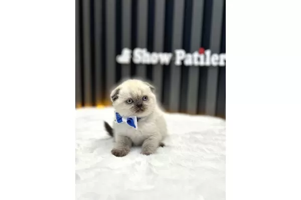 Scottish Fold Blue Point