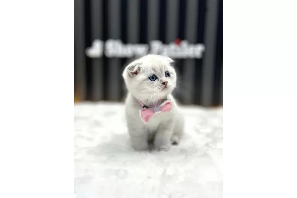 Scottish Fold Silver Point