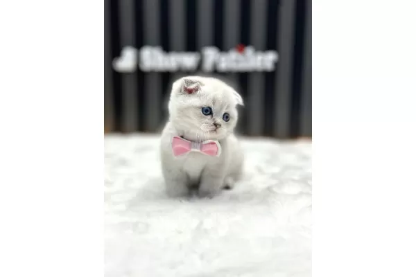 Scottish Fold Silver Point
