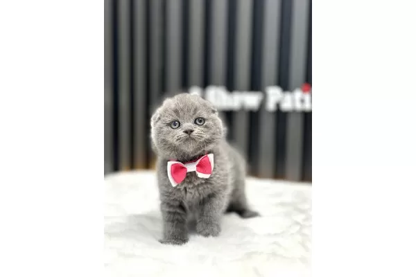 Scottish Fold Kül Rengi Cins Kedi
