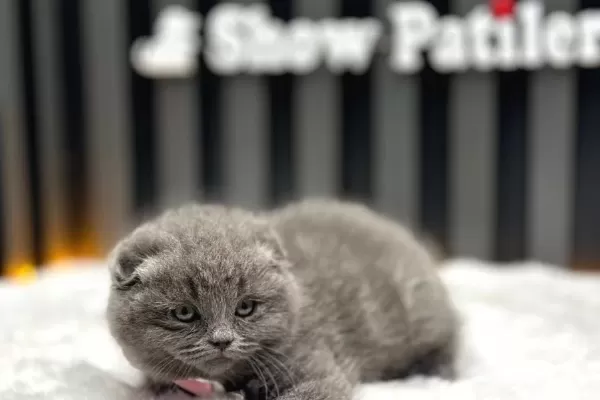 Scottish Fold Blue Kul Rengi Kehribar Goz