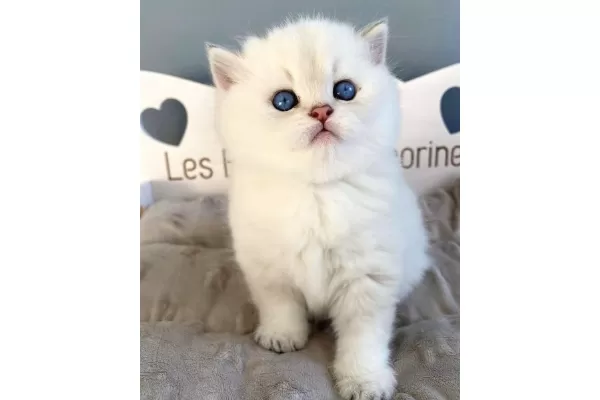 Ev Ortamına Alışkın Silver British Shorthair
