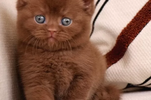 Minik Mocha Chocolate British Shorthair