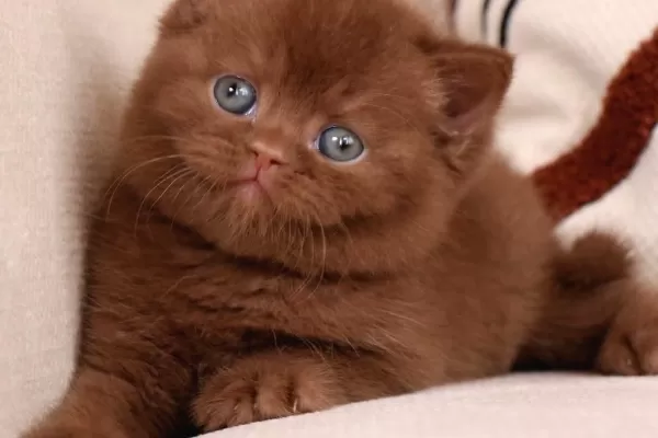 Minik Mocha Chocolate British Shorthair