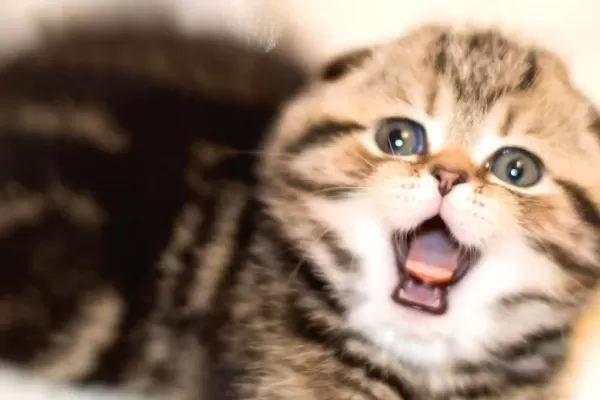 Minik Kıvrım Buyuk Sevgi Blackgolden Scottish Fold