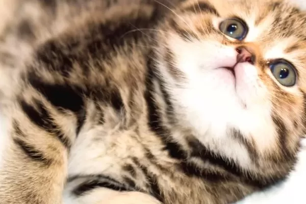 Minik Kıvrım Buyuk Sevgi Blackgolden Scottish Fold